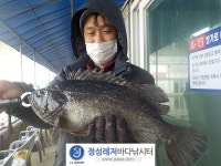 정성미니바다터 바다낚시조황 > 정성미니낚시터 3월 7일(일) 조황 : 낚시사랑