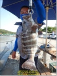 말봉바다낚시터 바다낚시조황 > 2021년 6월25일(금) 노지 조황사진입니다 : 낚시사랑