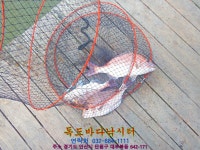  독도바다낚시터 바다낚시조황 > 7월16일 노지조황 : 낚시사랑