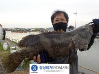  정성바다낚시터 바다낚시조황 >  8월 8일(일) 조황 : 낚시사랑