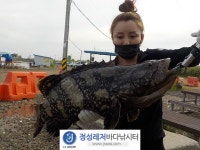  정성미니바다터 바다낚시조황 > 정성미니낚시터 8월 8일(일) 조황 : 낚시사랑