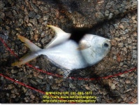 말봉바다낚시터 바다낚시조황 > 2021년 8월11일(수) 노지 조황사진입니다. : 낚시사랑