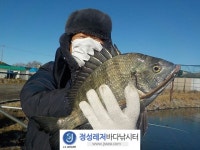 정성바다낚시터 바다낚시조황 > 12월 3일(금) 조황 : 낚시사랑