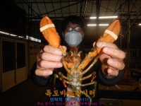 독도바다낚시터 바다낚시조황 > 1월15일미니좌대조황 : 낚시사랑