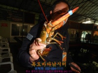 독도바다낚시터 바다낚시조황 > 1월16일랍스타조황 : 낚시사랑