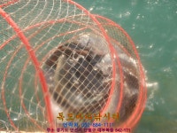 독도바다낚시터 바다낚시조황 > 1월23일미니노지조황 : 낚시사랑