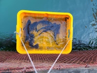 도비도바람 바다낚시조황 > 2/2 도비도 부흥호좌대 조황 : 낚시사랑