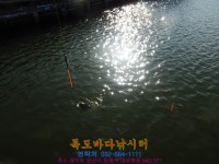 독도바다낚시터 바다낚시조황 > 2월6일 미니노지조황 : 낚시사랑