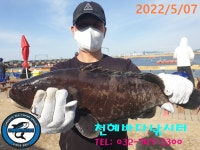 천혜바다 바다낚시조황 > 낚시터 5월 7일 토요일조황 : 낚시사랑