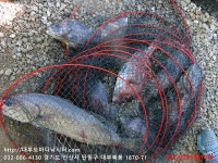 대부도바다낚시터 바다낚시조황 > [국내산 자바리방류이벤트안내] 2022년 5월 10일 화요일 능성어 민어 병어돔 참돔 돗돔 점성어 조황 :..
