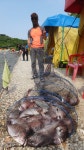 서울바다낚시터 바다낚시조황 > 2022년 5월 20일(금요일) 조황사진 입니다 : 낚시사랑  서울바다낚시터 바다낚시조황 >  2022년 5월 20일... 