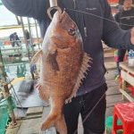 아쿠아좌대 바다낚시조황 > 당진 5월21일 조황 : 낚시사랑