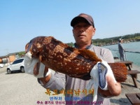 정성바다낚시터 바다낚시조황 > 5월 28일(토) 조황 : 낚시사랑  정성바다낚시터 바다낚시조황 >  5월 28일(토) 조황 : 낚시사랑