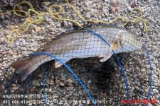 대부도바다낚시터 바다낚시조황 > 2022년 7월 5일 화요일 능성어 돌돔 홍돔 점성어 참돔 돗돔등 조황 : 낚시사랑