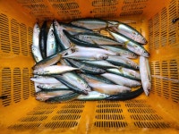 도비도바람 바다낚시조황 > 7/31 도비도 부흥호좌대 조황 : 낚시사랑