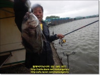 말봉바다낚시터 바다낚시조황 > 2022년 8월2일(화) 조황사진입니다. : 낚시사랑