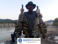 정성바다낚시터 바다낚시조황 > 8월 18일(목) 조황 : 낚시사랑