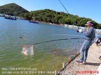대부도바다낚시터 바다낚시조황 > 2022년 9월 24일 토요일 민어 참돔 돗돔 홍돔 돌돔등 조황 : 낚시사랑