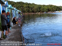 대부도바다낚시터 바다낚시조황 > 2022년 9월 24일 토요일 민어 참돔 돗돔 홍돔 돌돔등 조황 : 낚시사랑