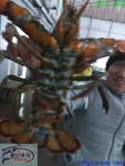 황산초지사계절바다낚시터 바다낚시조황 > [강화] 황산초지 사계절 바다낚시터 02월18일조황사진 : 낚시사랑