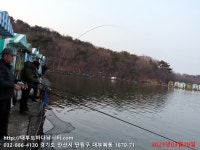 대부도바다낚시터 바다낚시조황 > 2023년 3월 29일 수요일 대돔 참돔 우럭 농어 조황 : 낚시사랑