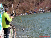 대부도바다낚시터 바다낚시조황 > 2023년 4월 2일 일요일 대돔 참돔 우럭 농어 조황 : 낚시사랑