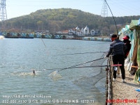 대부도바다낚시터 바다낚시조황 > 2023년 4월 9일 일요일 대돔 능성어 우럭 점성어 농어등 조황 : 낚시사랑