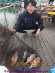 독도바다낚시터 바다낚시조황 > 4월 14일 여름 노지 조황 : 낚시사랑
