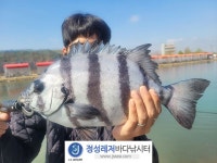 정성바다낚시터 바다낚시조황 > 4월 18일(화) 조황 : 낚시사랑