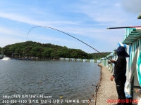 대부도바다낚시터 바다낚시조황 > 2023년 5월 12일 금요일 능성어 돌돔 참돔 돗돔등 조황 및 13일(토) 능성어 100마리 방류이벤트 :..