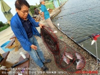 대부도바다낚시터 바다낚시조황 > 2023년 6월 8일 목요일 능성어 돌돔 참돔 돗돔등 조황 및 돗돔 대량입하 : 낚시사랑