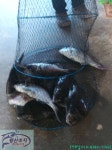 황산초지사계절바다낚시터 바다낚시조황 > [강화] 황산초지 사계절 바다낚시터 06월14일조황사진 : 낚시사랑  황산초지사계절바다낚시터... 