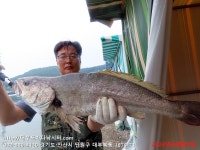 대부도바다낚시터 바다낚시조황 > 2023년 6월 20일 화요일 자바리 능성어 민어 참돔 돗돔 홍돔등 조황 : 낚시사랑
