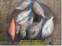 말봉바다낚시터 바다낚시조황 > 2023년6월28일(수) 조황사진입니다. : 낚시사랑