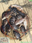 황산초지사계절바다낚시터 바다낚시조황 > [강화] 황산초지 사계절 바다낚시터 07월07일조황사진 : 낚시사랑