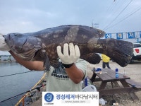 정성바다낚시터 바다낚시조황 > 7월 9일(일) 조황 : 낚시사랑