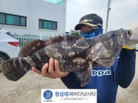 정성바다낚시터 바다낚시조황 > 7월 29일(토) 조황 : 낚시사랑