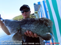대부도바다낚시터 바다낚시조황 > 2023년 8월 9일 수요일 자바리 홍돔 돗돔 참돔등 조황 : 낚시사랑