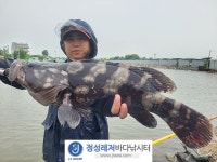 정성바다낚시터 바다낚시조황 > 8월 10일(목) 조황 : 낚시사랑