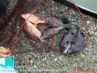 대부도바다낚시터 바다낚시조황 > 2023년 8월 11일 금요일 자바리 홍돔 돗돔등 조황 및 홍돔 돗돔 대량입하 : 낚시사랑