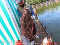 대부도바다낚시터 바다낚시조황 > 2023년 8월 12일 토요일 민어 자바리 홍돔 돗돔 참돔등 조황 : 낚시사랑