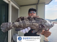 정성바다낚시터 바다낚시조황 > 8월 13일(일) 조황 : 낚시사랑