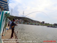 대부도바다낚시터 바다낚시조황 > 2023년 8월 20일 일요일 자바리 민어 홍돔 돗돔등 조황 : 낚시사랑