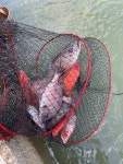 선재낚시공원 바다낚시조황 > 선재바다낚시공원 : 8월 넷째주 조황정보입니다. : 낚시사랑