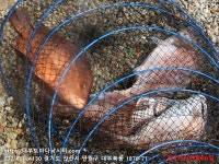 대부도바다낚시터 바다낚시조황 > 2023년 9월 6일 수요일 자바리 홍돔 돌돔 참돔 돗돔등 조황 : 낚시사랑