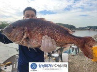 정성바다낚시터 바다낚시조황 > 9월 25일(월) 조황 : 낚시사랑