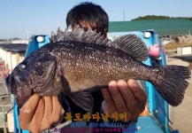 독도바다낚시터 바다낚시조황 > 10월 05일 여름 노지 우럭 입고 : 낚시사랑