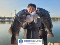 정성바다낚시터 바다낚시조황 > 10월 12일(목) 조황 : 낚시사랑  정성바다낚시터 바다낚시조황 >  10월 12일(목) 조황 : 낚시사랑