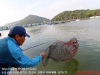 대부도바다낚시터 바다낚시조황 > 2023년 10월 13일 금요일 자바리 우럭 감성돔 참돔 돗돔등 조황 : 낚시사랑