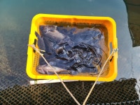 도비도바람 바다낚시조황 > 10/14 도비도 부흥호좌대 조황 : 낚시사랑